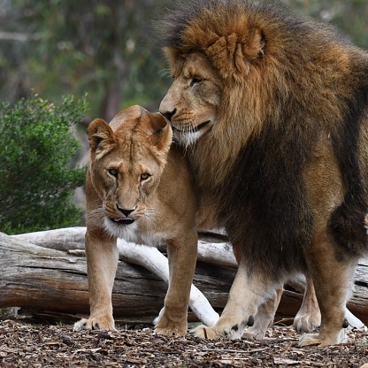 Male lion and lioness