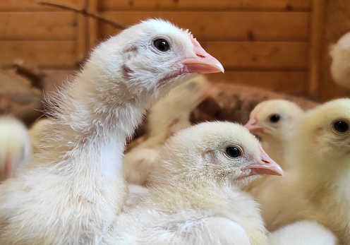 Group of baby chickens on a farm close up.