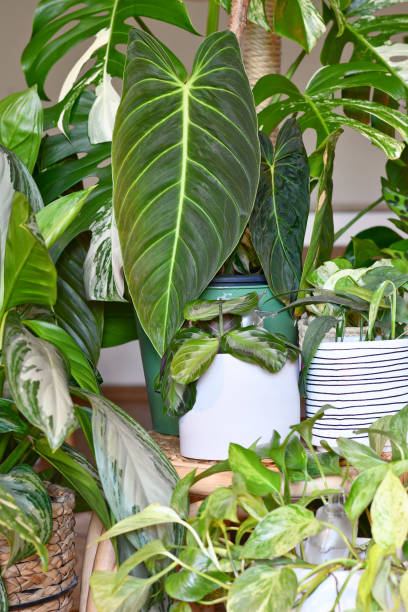 istock Urban jungle. Different tropical houseplants 1723797453