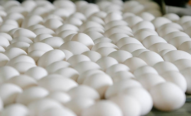 Eggs stock photo