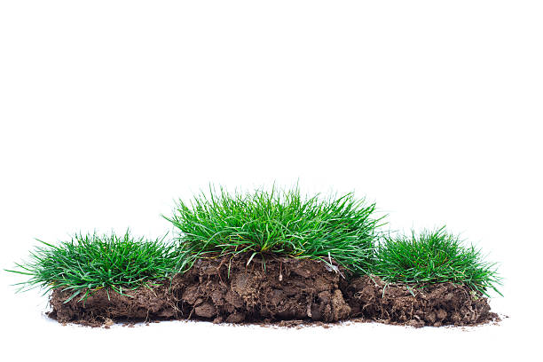 表彰台の緑の芝生 - ground green wheatgrass isolated ストックフォトと画像