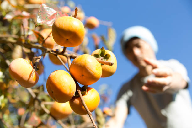 man harvesting persimmons beneath a clear blue sky