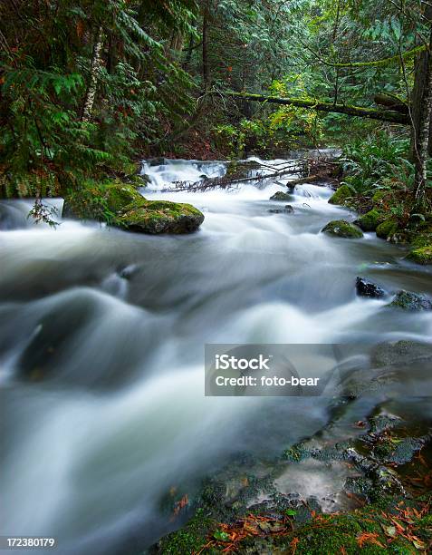 Flusso In Una Foresta - Fotografie stock e altre immagini di Abbondanza - Abbondanza, Acqua, Acqua fluente