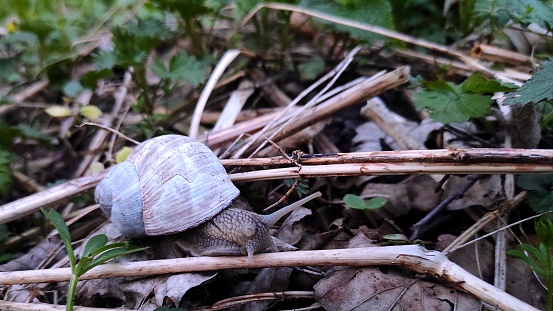 Snail with shell in natural environment.