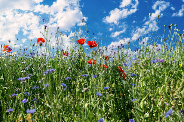 istock Red poppies and blue cornflowers. Blooming Pentecost field 1723802838