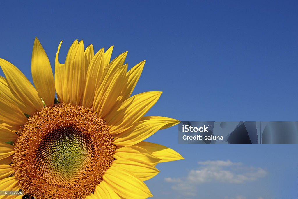 - Sonnenblume - Lizenzfrei Blatt - Pflanzenbestandteile Stock-Foto