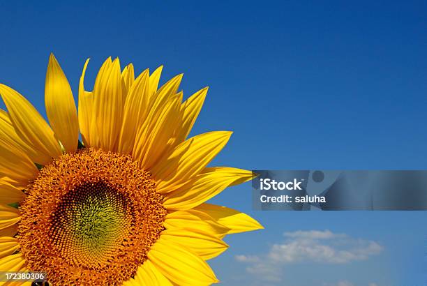 Foto de Girassol e mais fotos de stock de Ajardinado - Ajardinado, Amarelo, Azul