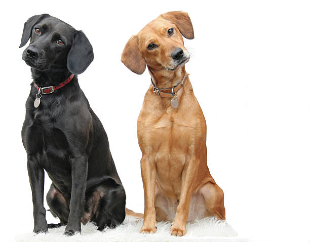 Two dogs isolated on a white background