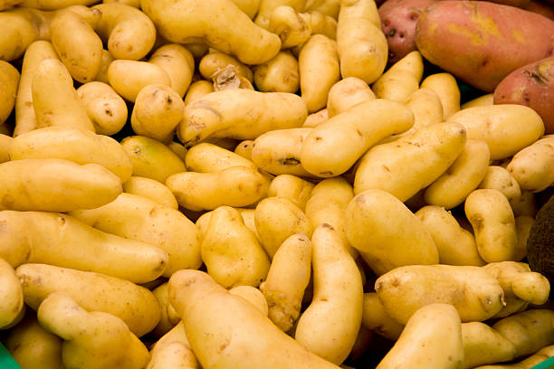 pittoresques de pommes de terre - fingerling potato yukon gold potato vegetable raw potato photos et images de collection