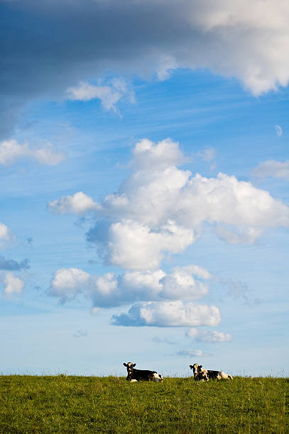 Sommer Viehweide – Foto