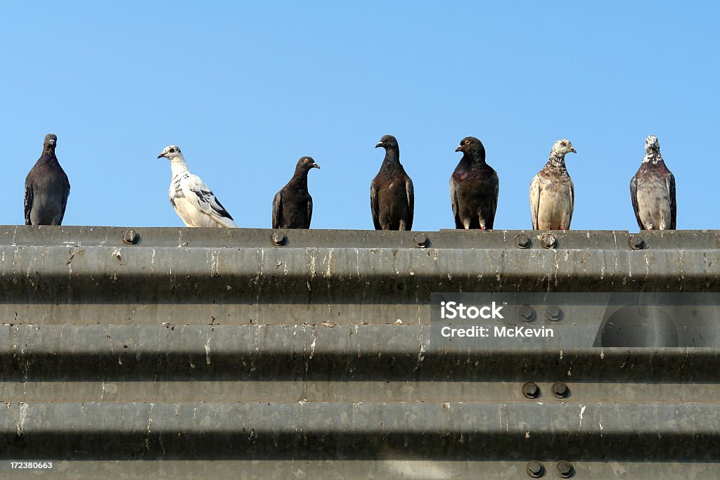 Siete pigeons en una fila - Foto de stock de Heces libre de derechos