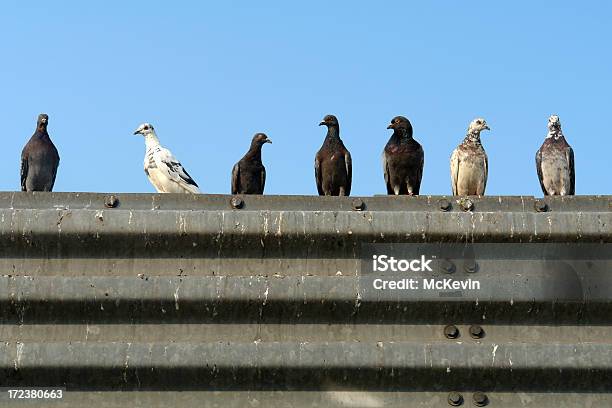 Siete Pigeons En Una Fila Foto de stock y más banco de imágenes de Heces - Heces, Paloma torcaz - Ave, Animal