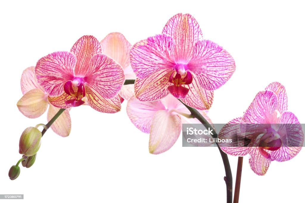 Serie (XL) Orchid - Foto de stock de Brote libre de derechos