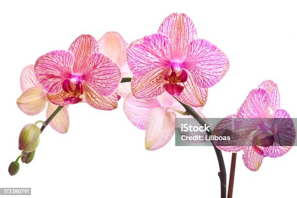 Serie Orchid Foto de stock y más banco de imágenes de Brote - Brote, Clima tropical, Flor