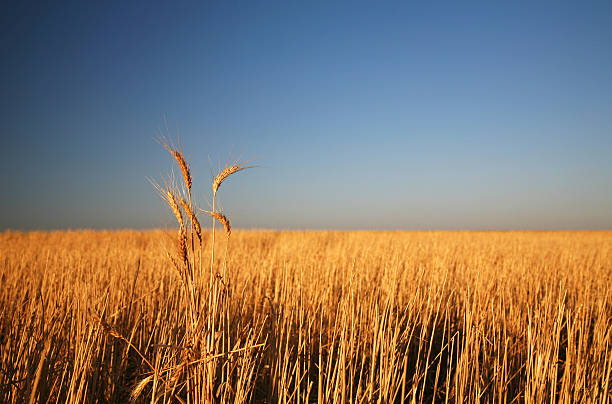 Rural series wheat at sunrise hay field stock pictures, royalty-free photos & images