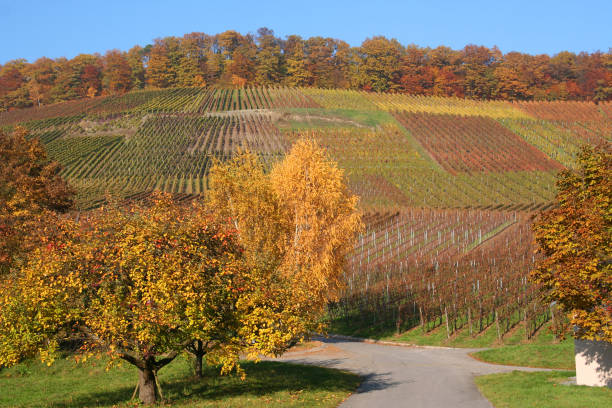 istock autumn vineyards in germany 172380993