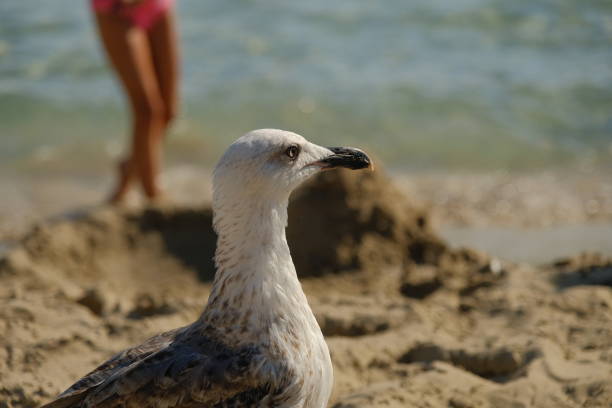 A sea gull stands on a rock,sunset