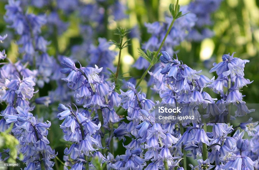 Campanillas de Oxfordshire - Foto de stock de Aire libre libre de derechos