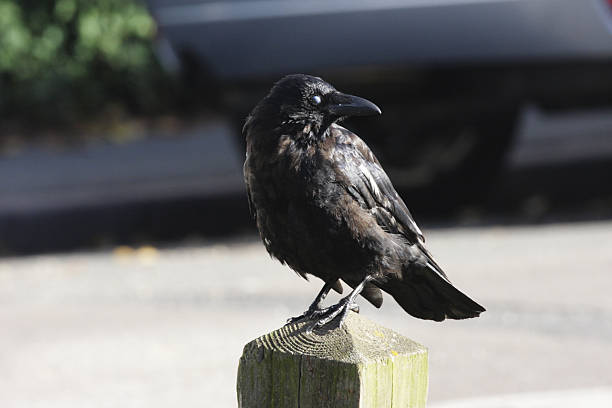 istock Black crow Corvus corone not blind but nictitating 172381406