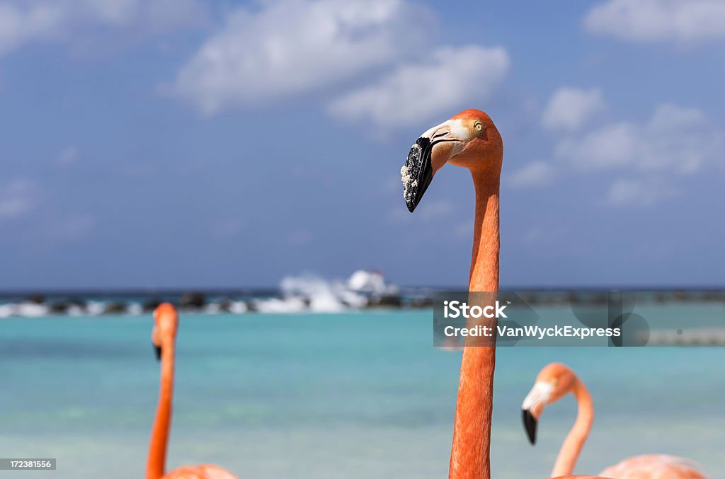 Foenicopterídeos na praia - Royalty-free Animal Foto de stock