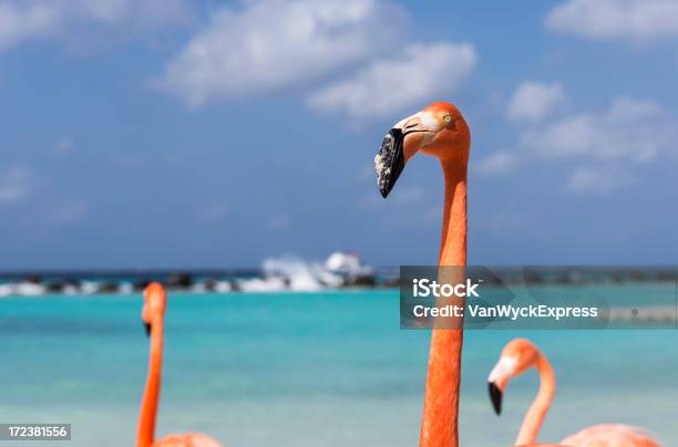 Foto de Flamingos Na Praia e mais fotos de stock de Animal - Animal, Aruba, Bico