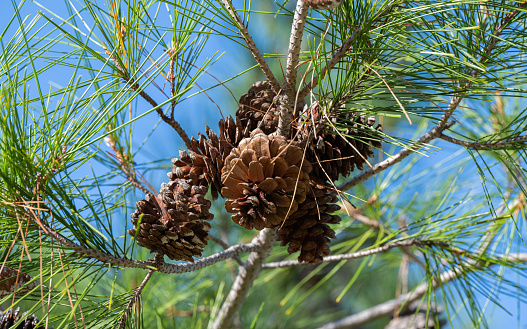 Evergreen coniferous tree branches isolated on white background. Spruce, pine, thuja, fir, cone. Set collection