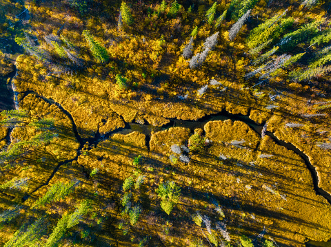 A drone view of the river in the woods. Drone view of the marsh. An aerial view of an autumn forest. Winding river among the trees. Landscape with soft light before sunset.