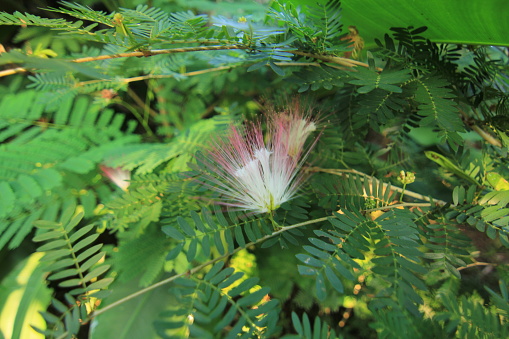 Calliandra surinamensis plant shrub