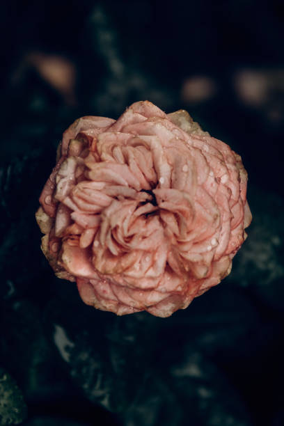 istock Pink rose with dew and raindrops on a black background 1723819048