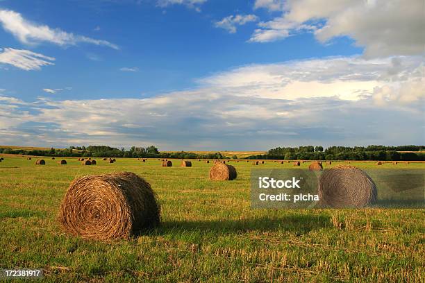 Wiese In Den Tag Stockfoto und mehr Bilder von Agrarbetrieb - Agrarbetrieb, Baum, Blau