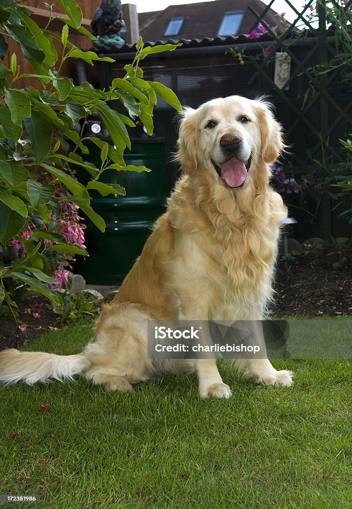 Piękny złoty Retriever dog, obraz całego ciała, w słońcu - Zbiór zdjęć royalty-free (Czekać)