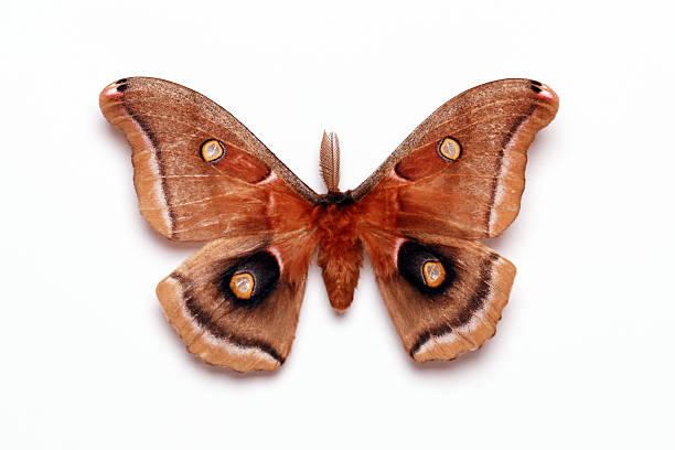 istock Night Butterfly Isolated on White Background 172382098