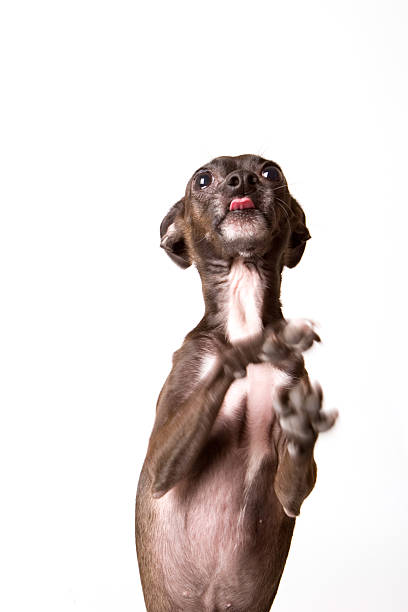 istock I stick my tongue out at you 172382217