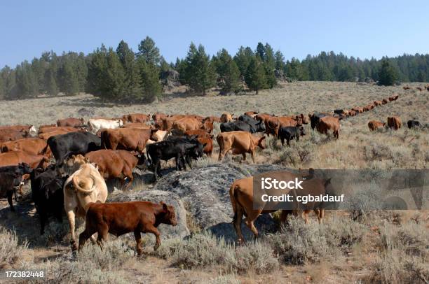 Singolo File - Fotografie stock e altre immagini di Spostamento di mandrie - Spostamento di mandrie, Montana, Agricoltura