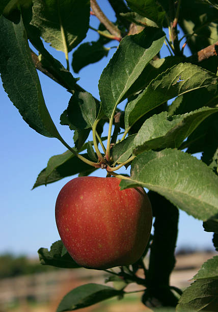 과수원의 신선한 사과나무 - rome beauty 뉴스 사진 이미지