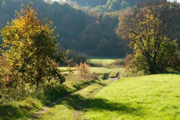 istock a field with trees and bushes growing along the trail that winds through the grass 1723824922