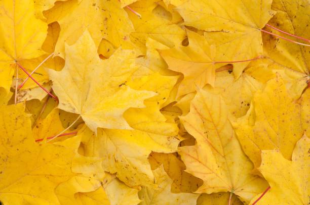 istock many yellow maple leaves on the ground with little red stems 1723825496