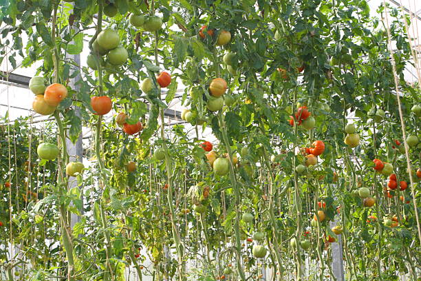 istock Tomato growing in greenhouse 172382641