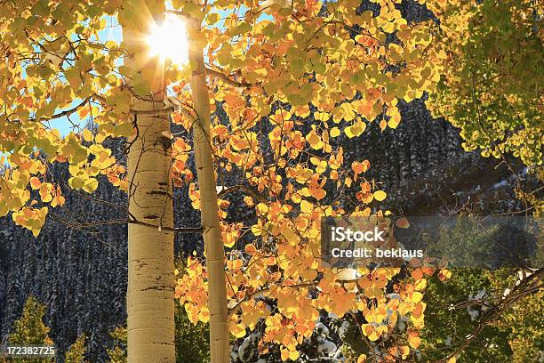 Foto de Raio De Sol De Golden Álamo Tremedor e mais fotos de stock de Álamo Tremedor - Álamo Tremedor, Nascer do sol, Aspen - Colorado