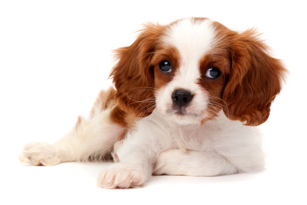 Cavalier King Charles Spaniel stock photo