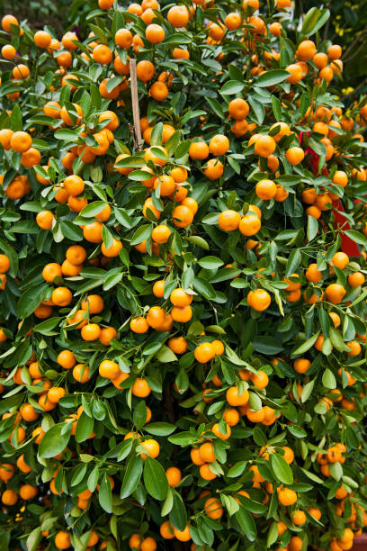 istock Citrus Tree in Hong Kong China 172383359