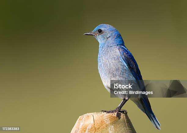 Azulejo Pálido Foto de stock y más banco de imágenes de Animal - Animal, Azul, Azulejo - Pájaro