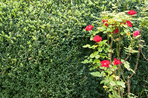 A vibrant red rose stands out amongst lush green shrubs in a garden setting