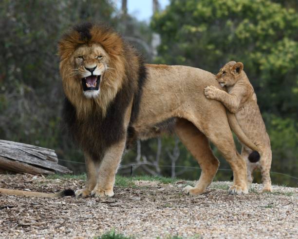 cucciolo di gioco del leone maschio - lion mane strength male animal foto e immagini stock