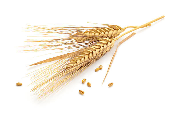 Wheat stems. stock photo