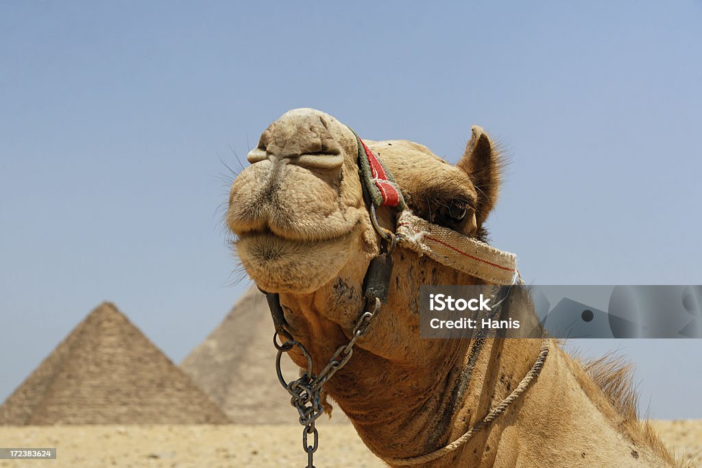 Egitto viaggio - Foto stock royalty-free di Adulazione