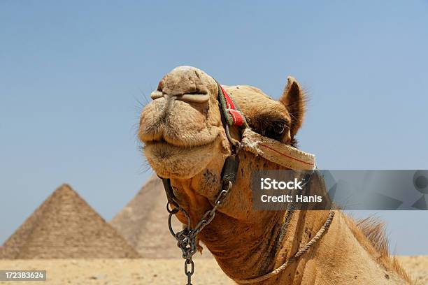 Egitto Viaggio - Fotografie stock e altre immagini di Adulazione - Adulazione, Animale, Antica civiltà