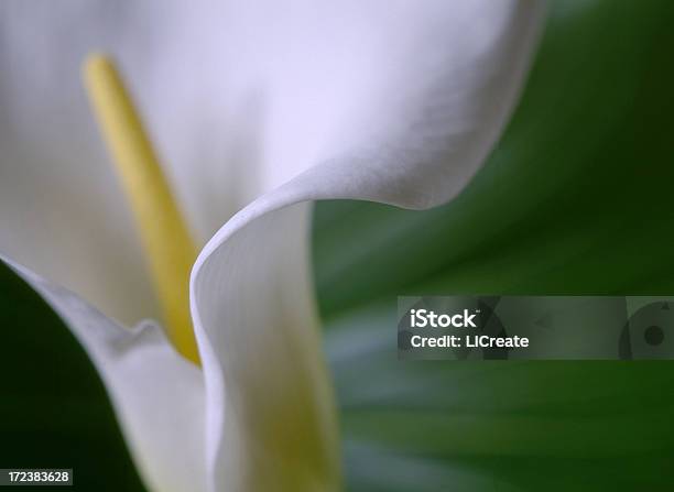 Callalilie Detail Stockfoto und mehr Bilder von Biegung - Biegung, Blatt - Pflanzenbestandteile, Blume