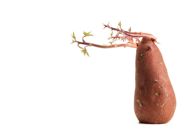 swaying sweet potato stock photo