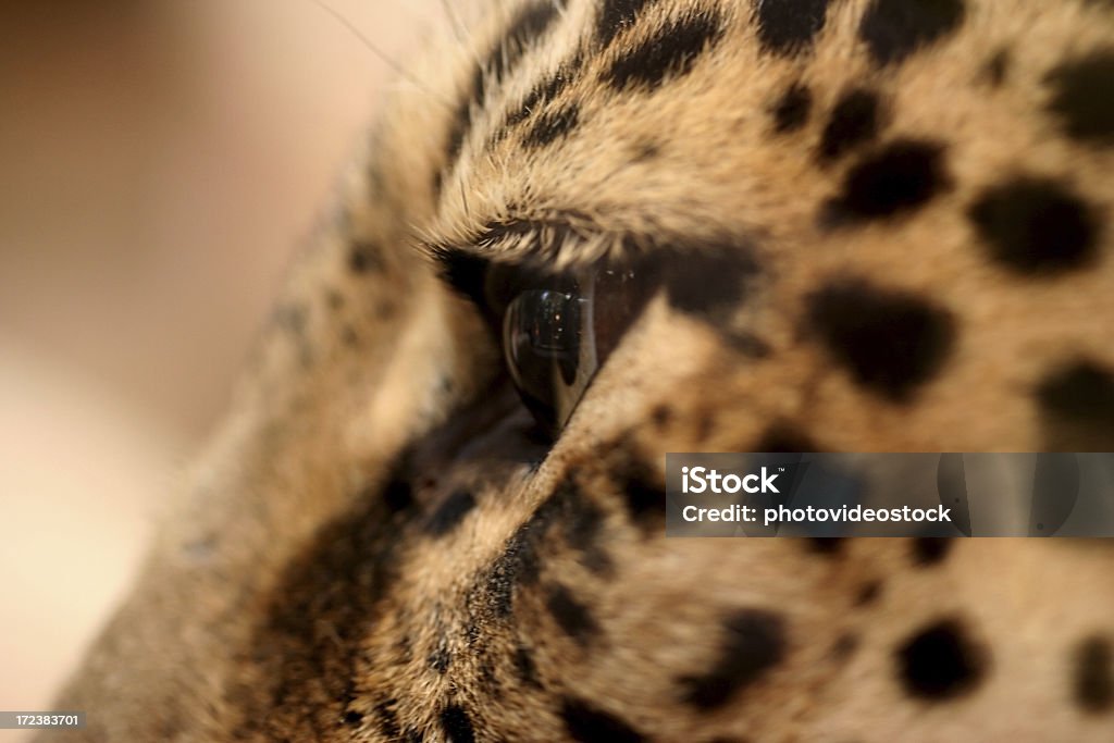 Jaguar 눈 - 로열티 프리 감각 지각 스톡 사진